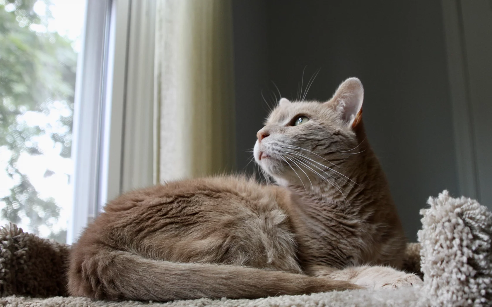 кот