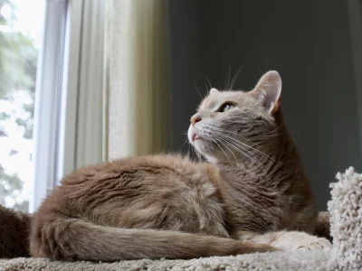 кот