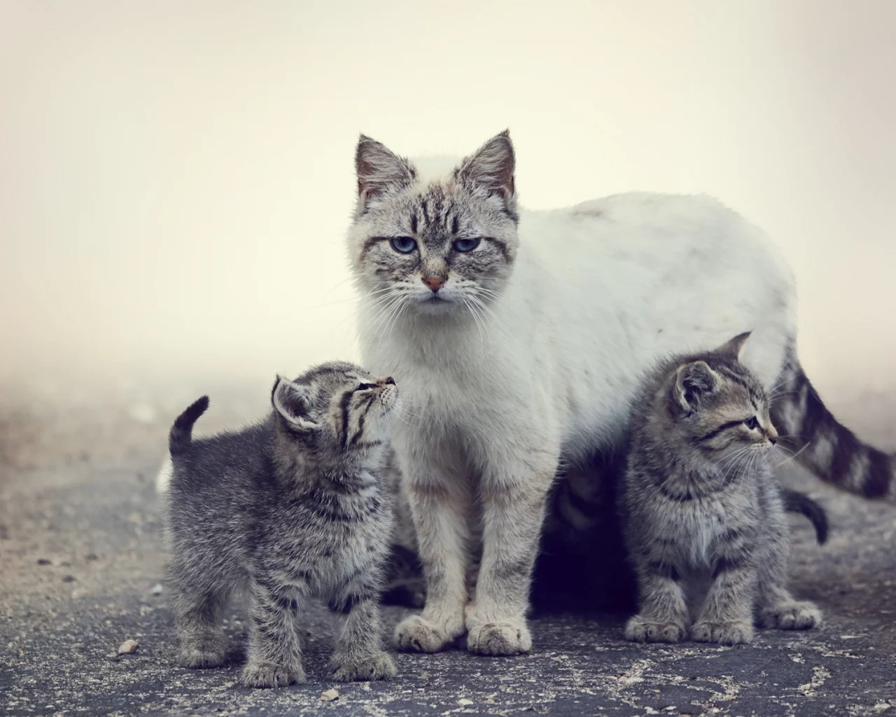 коты