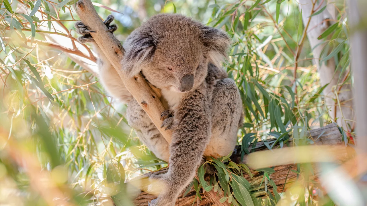 коала