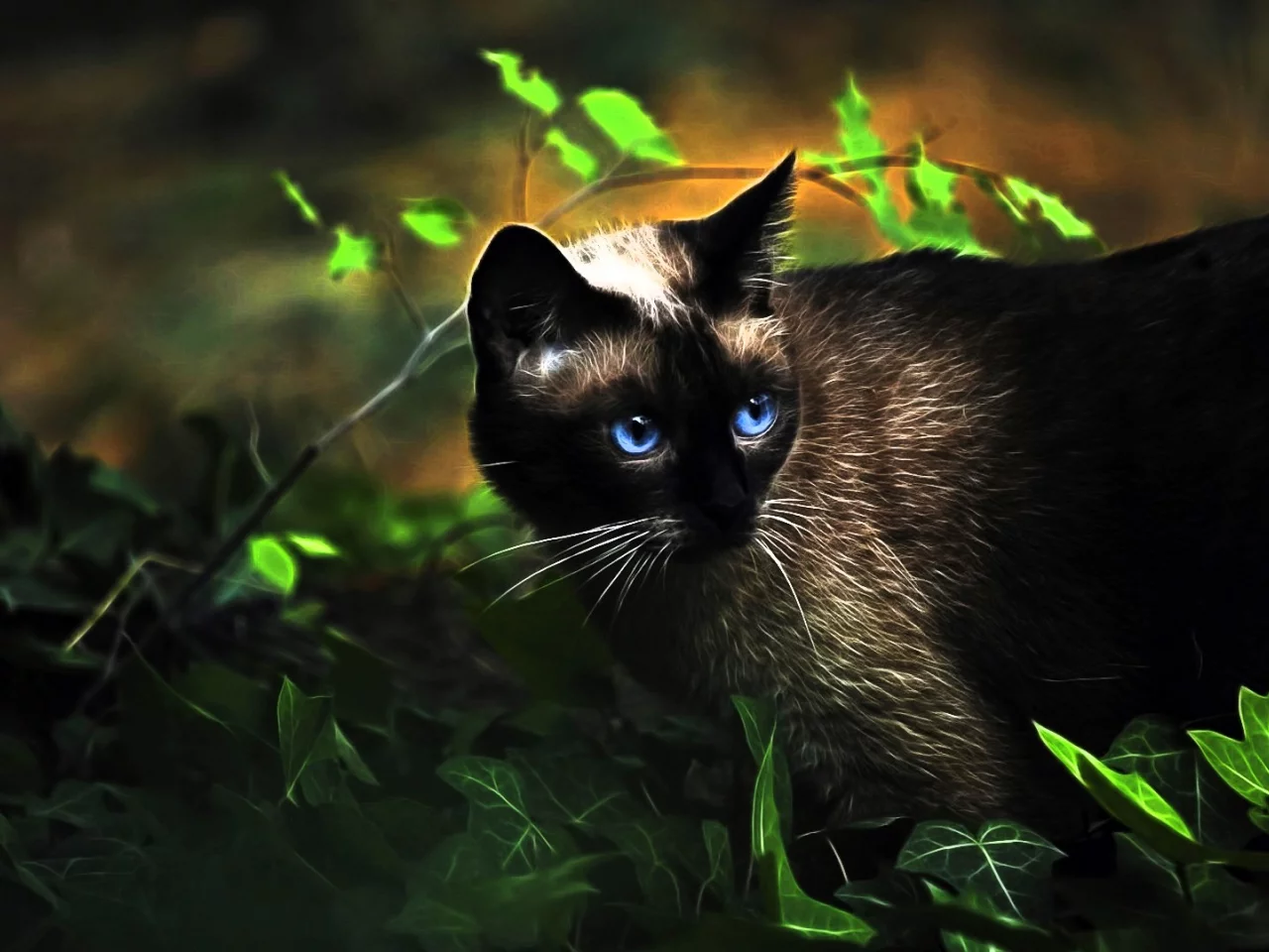 Кот