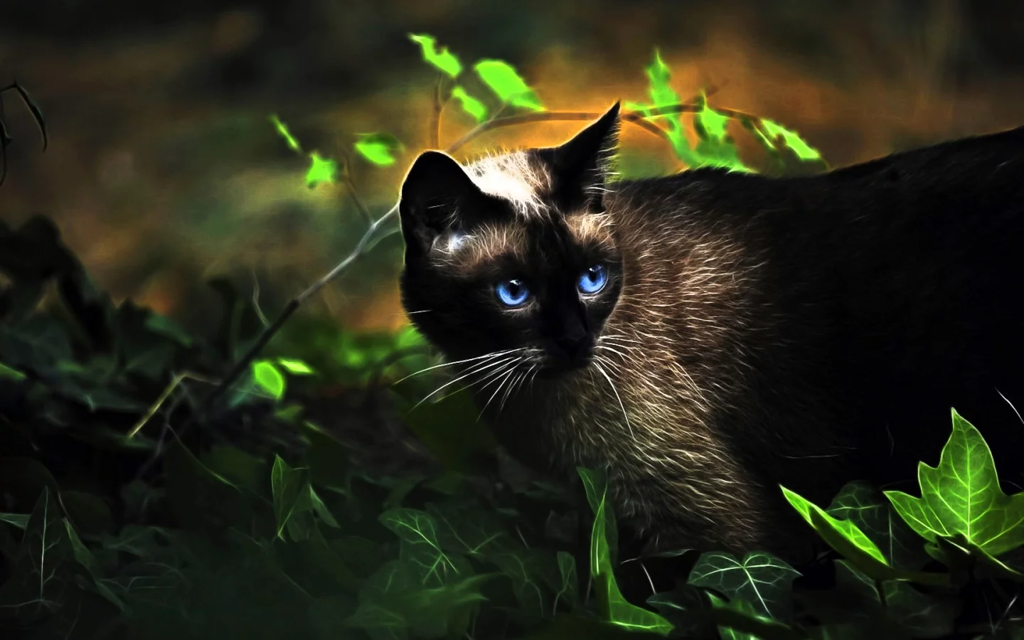 Кот