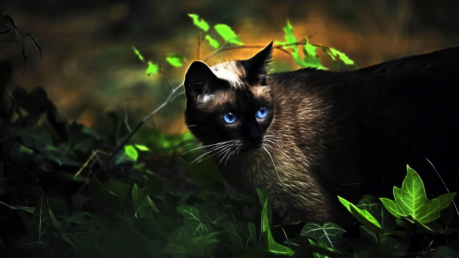 Кот