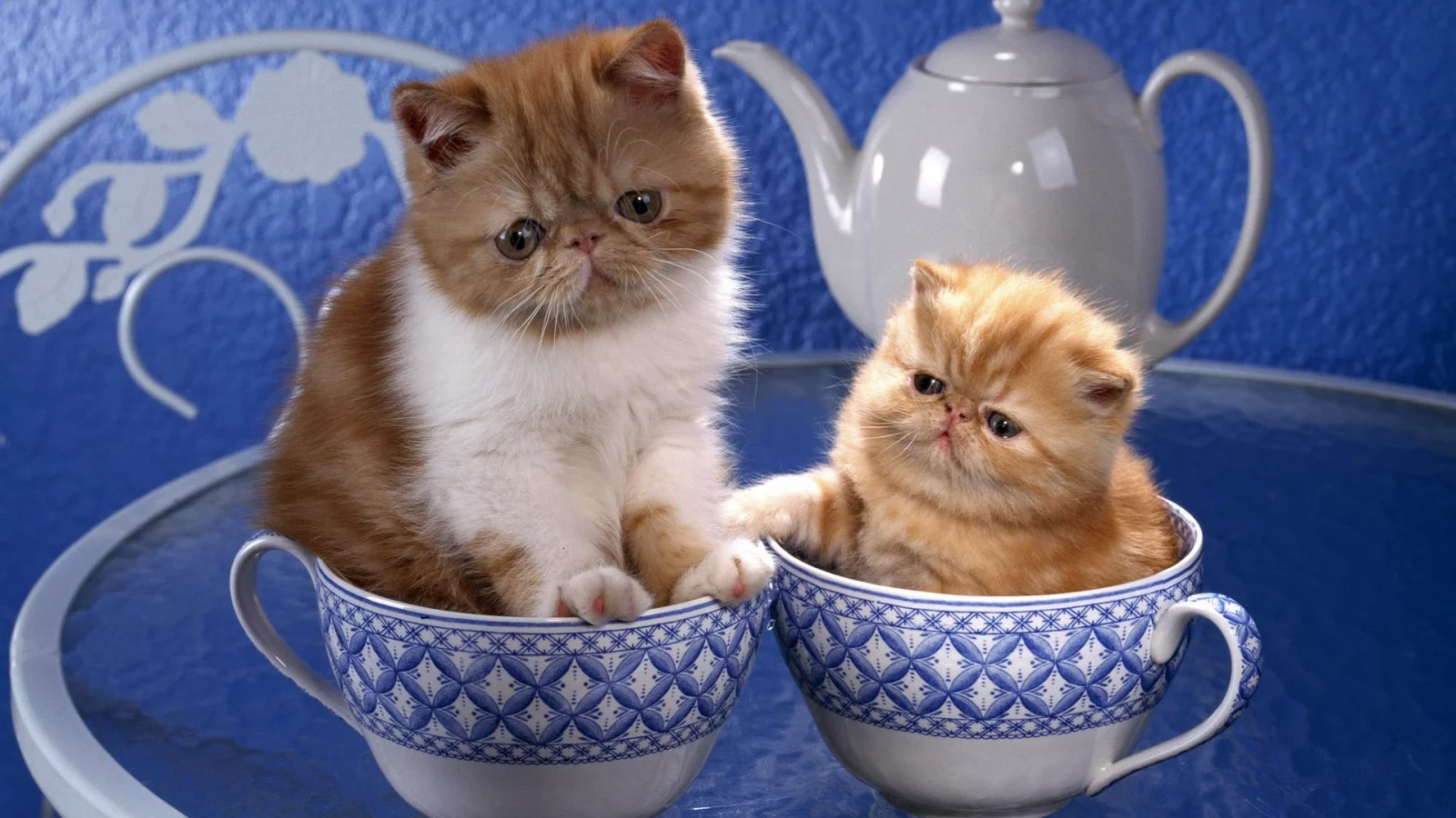 котята