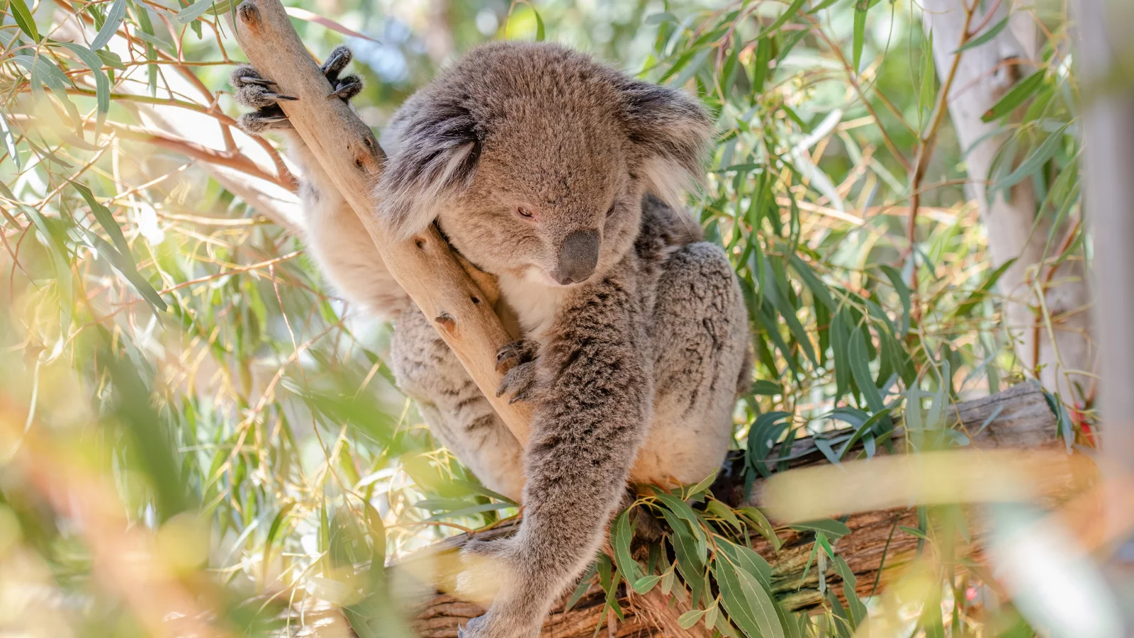 коала