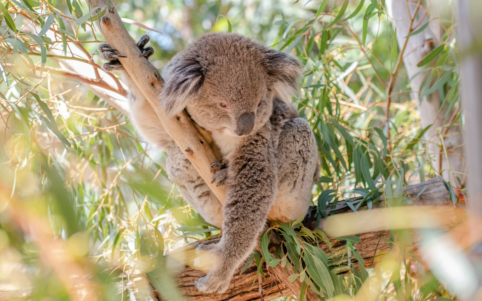 коала