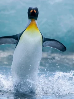 животное