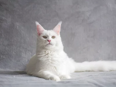 кот