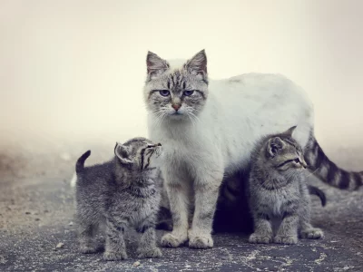 коты