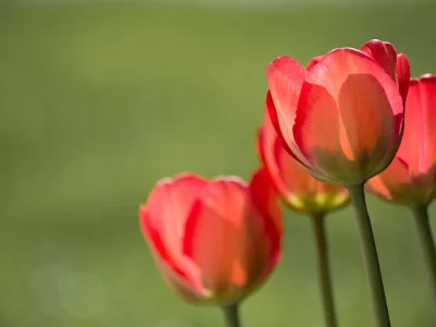цветы
