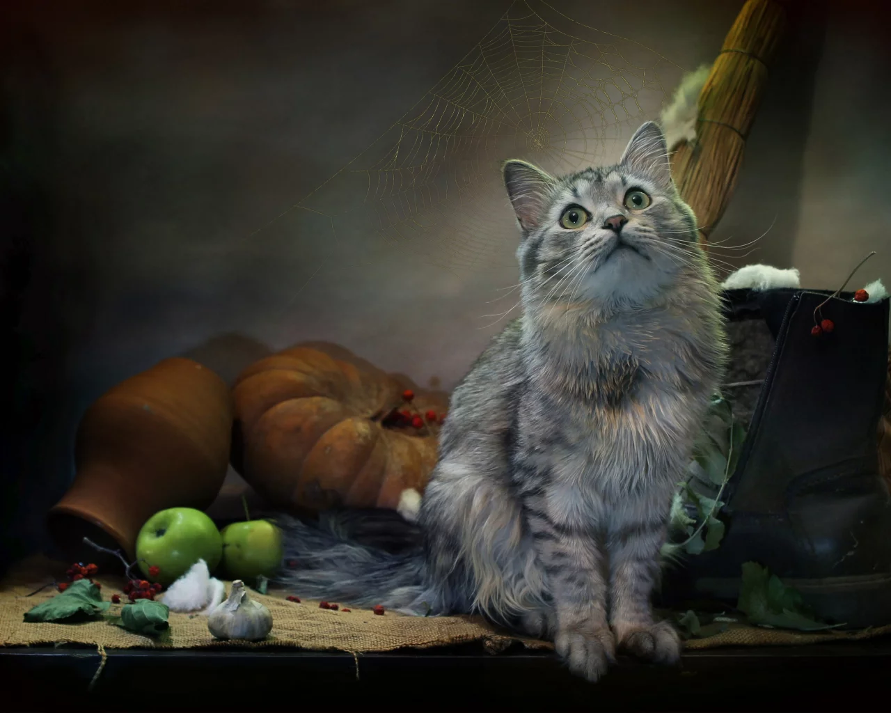 кот