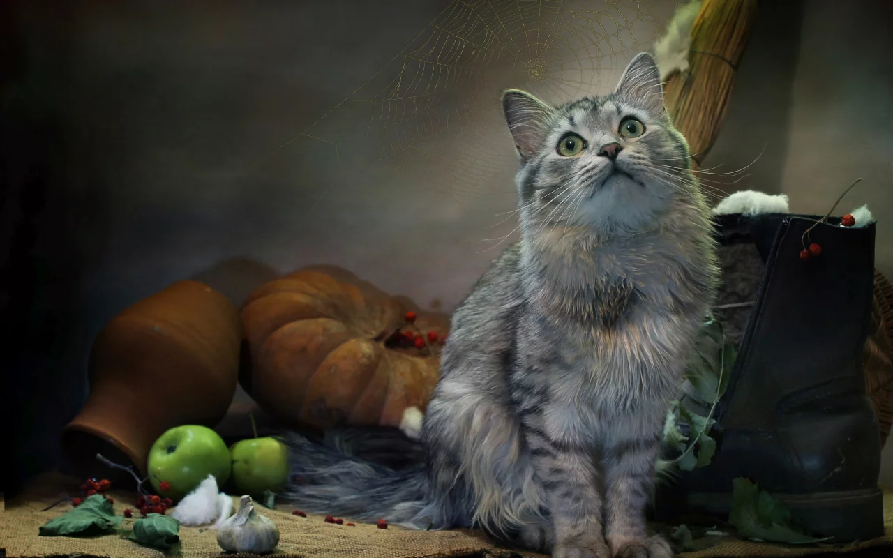 кот