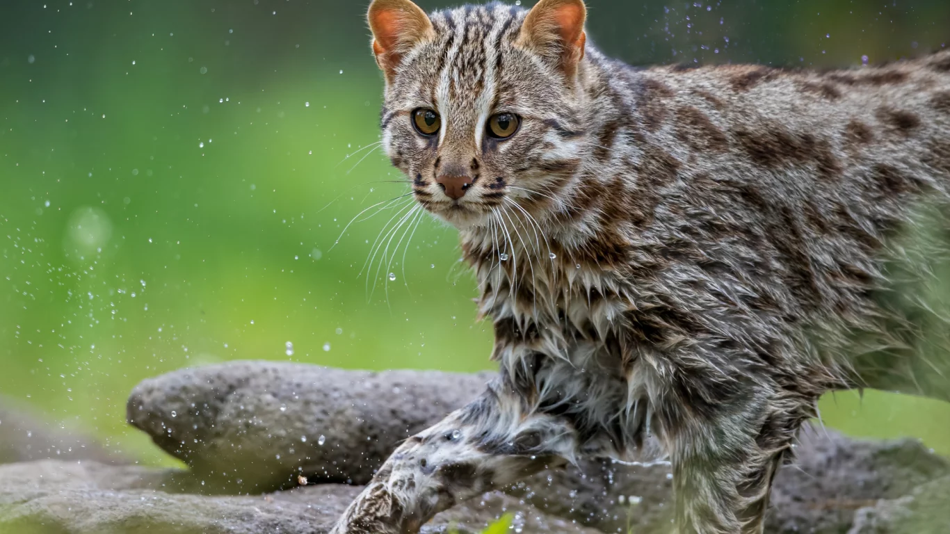 лесной кот