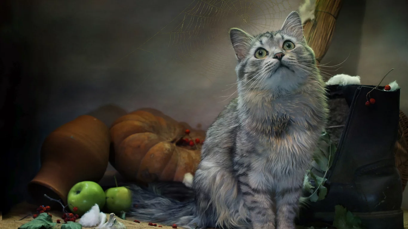 кот