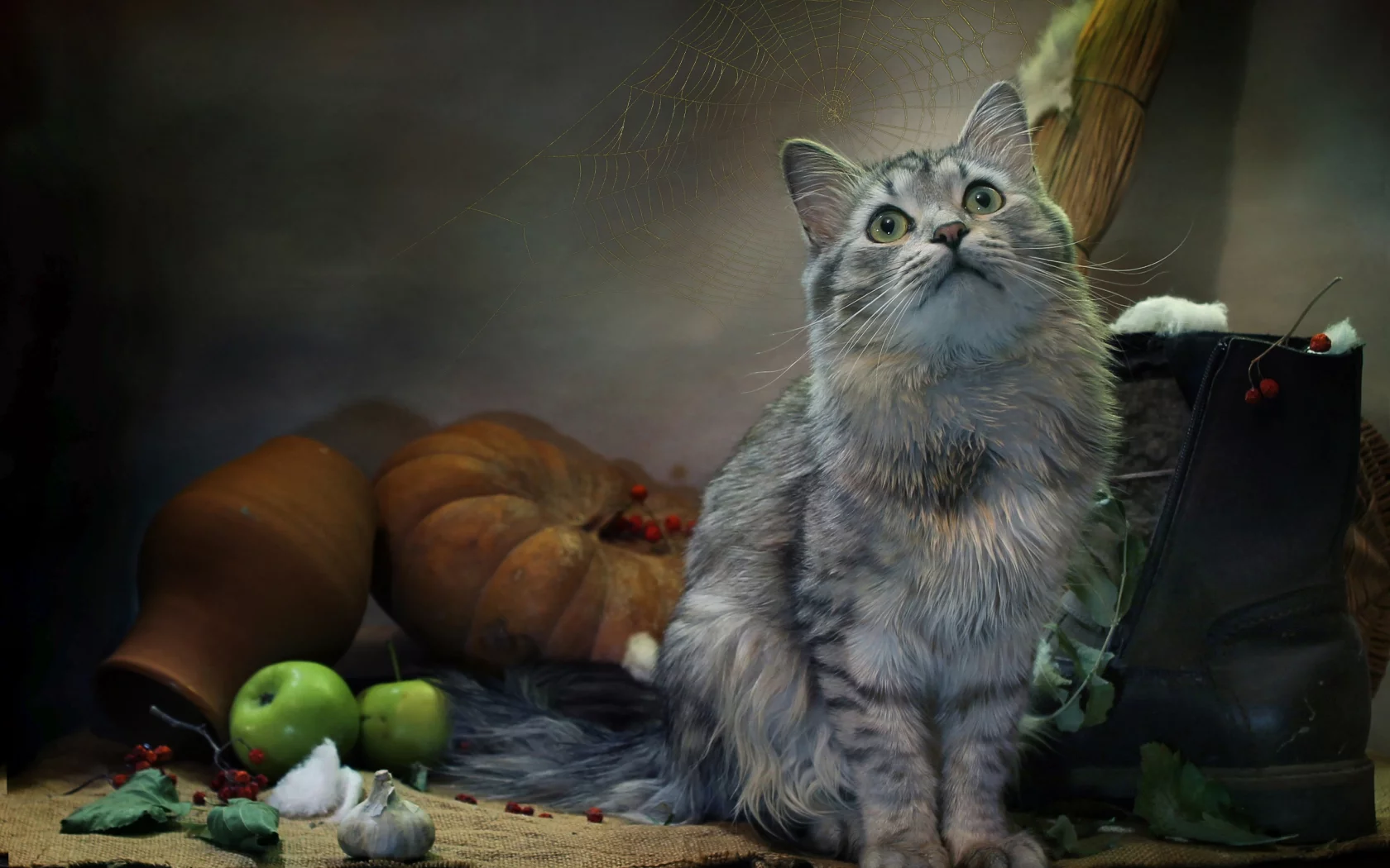 кот