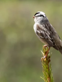 птица