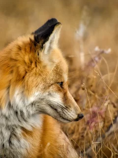 животное