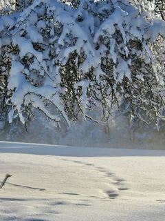 пейзаж