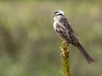 птица