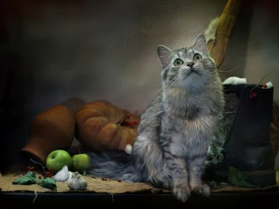 кот