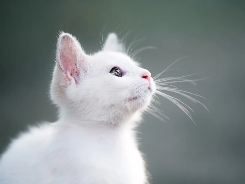 котёнок
