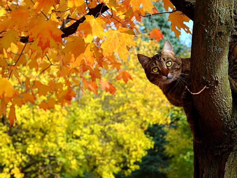 Кот