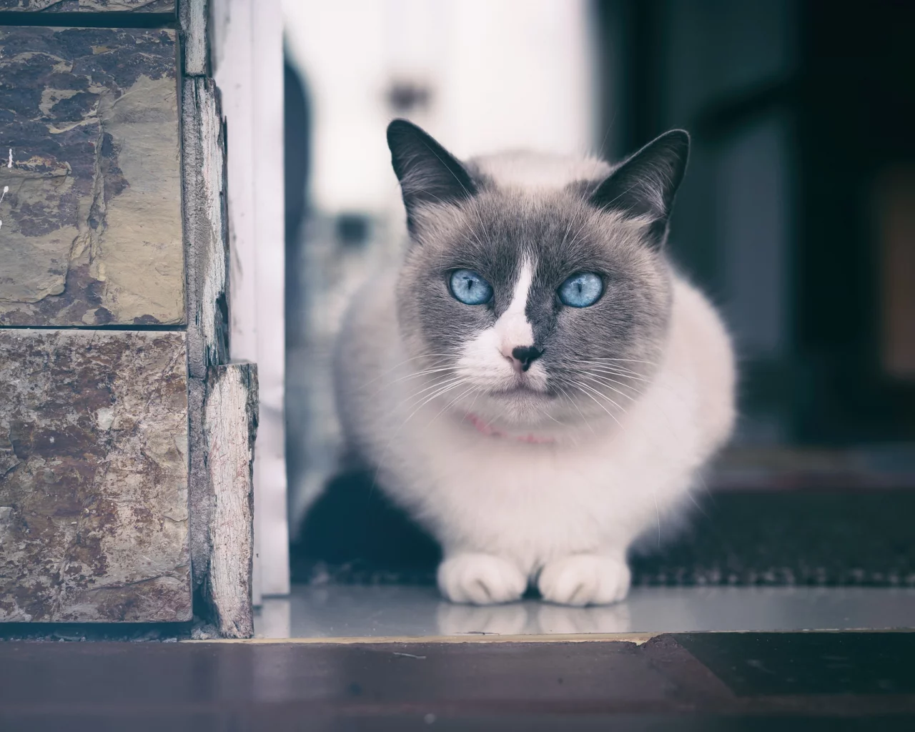 кот