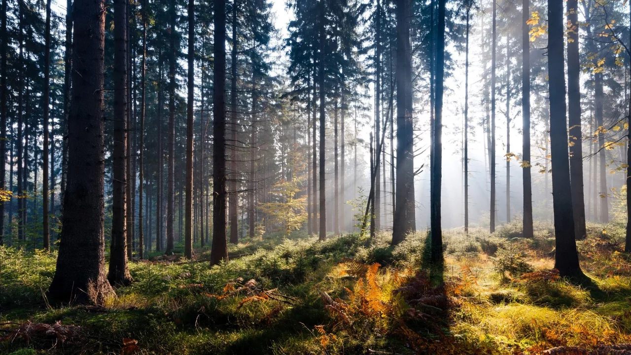 Лес