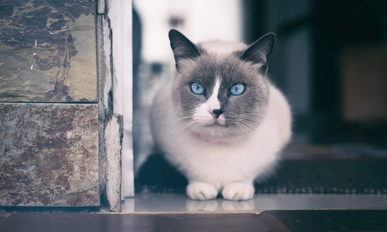 кот