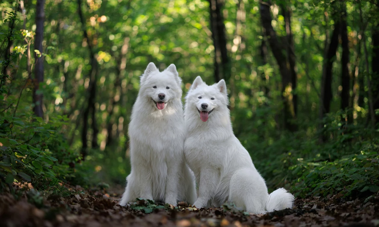 животные