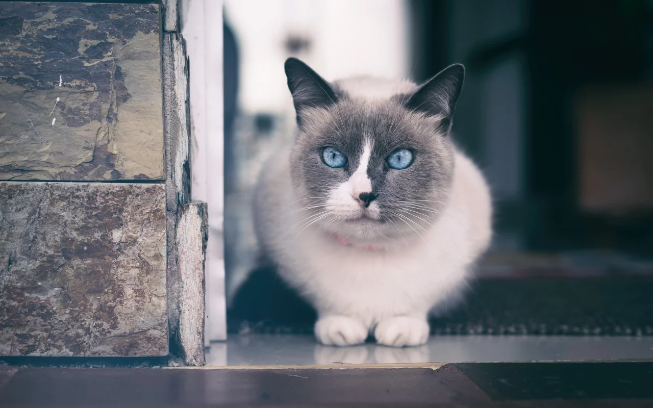 кот