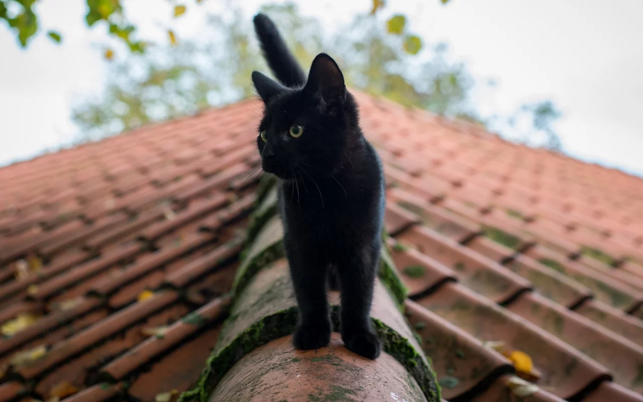 чёрный кот