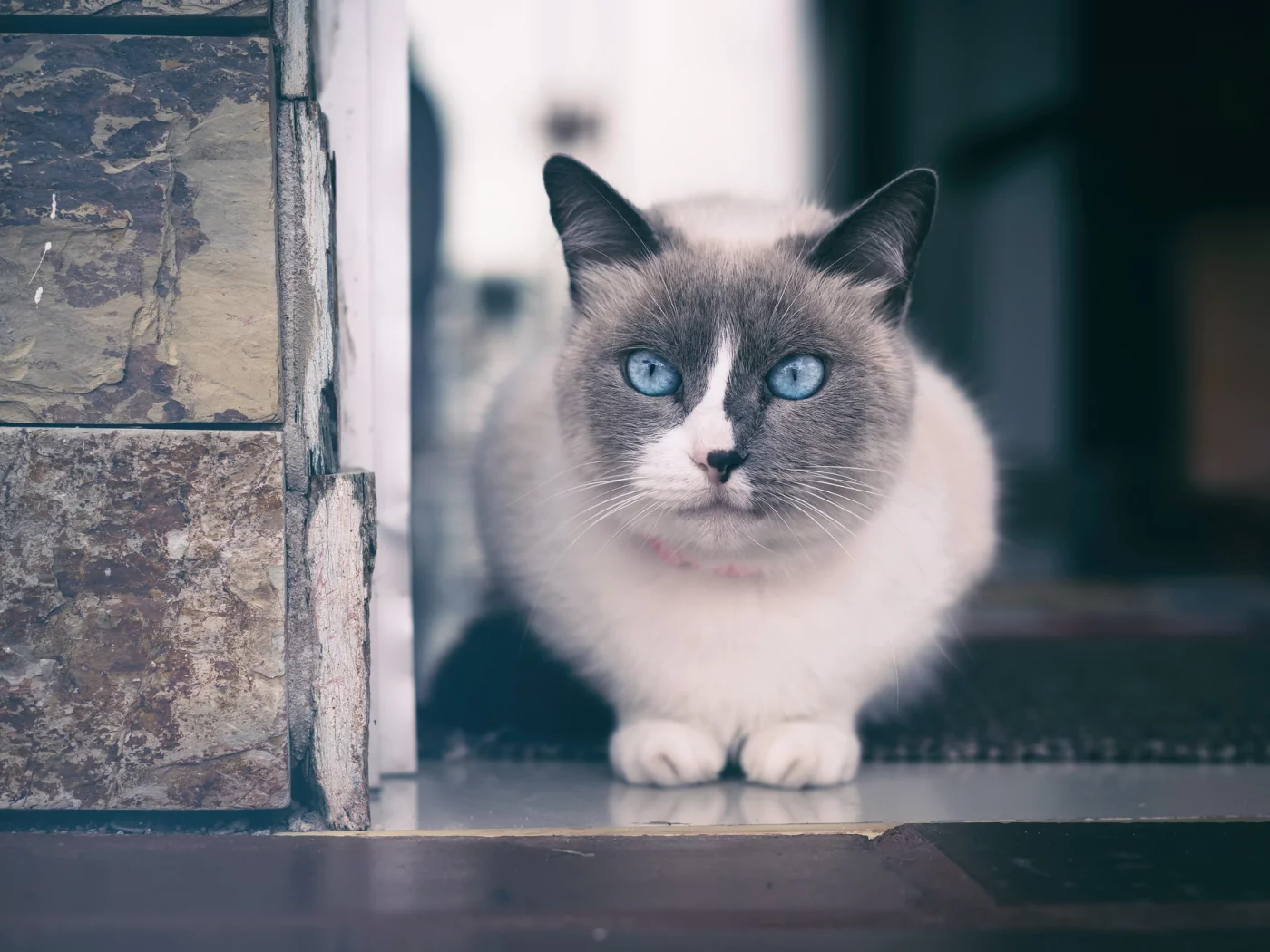 кот
