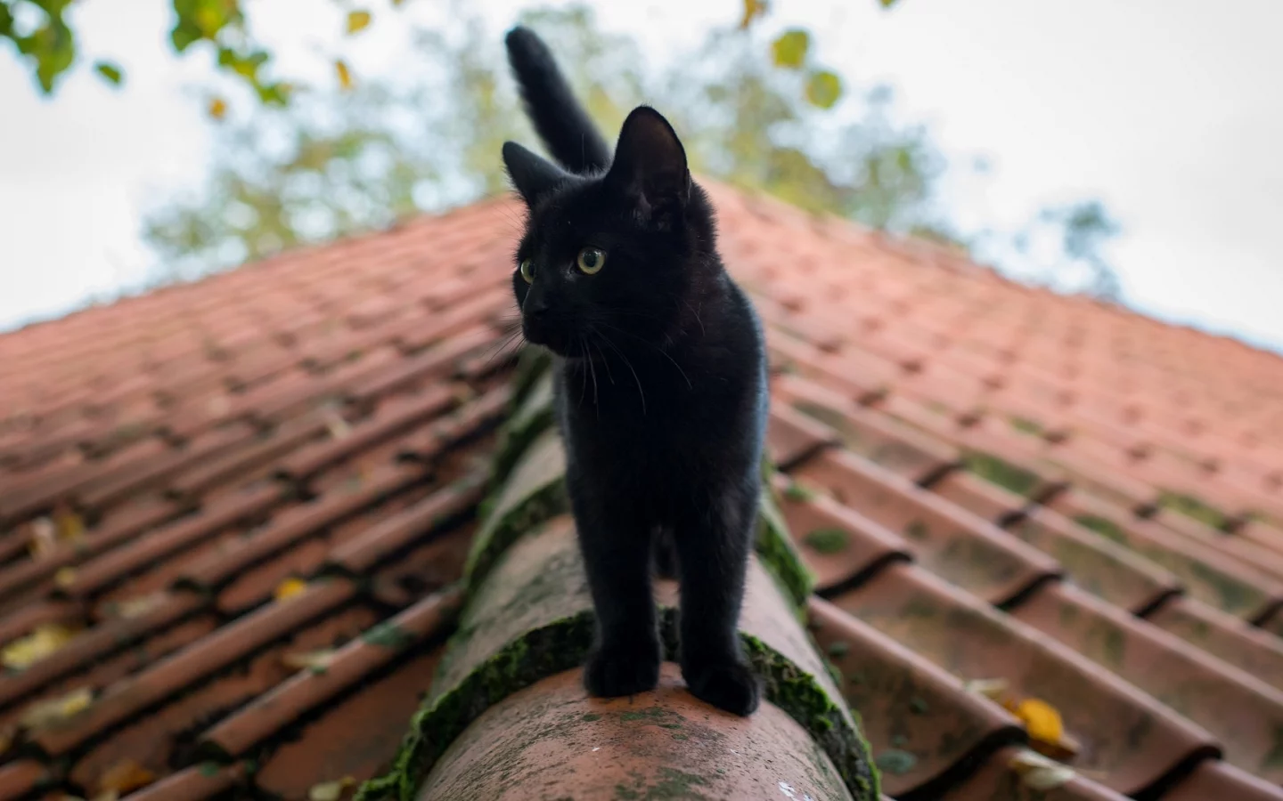 чёрный кот