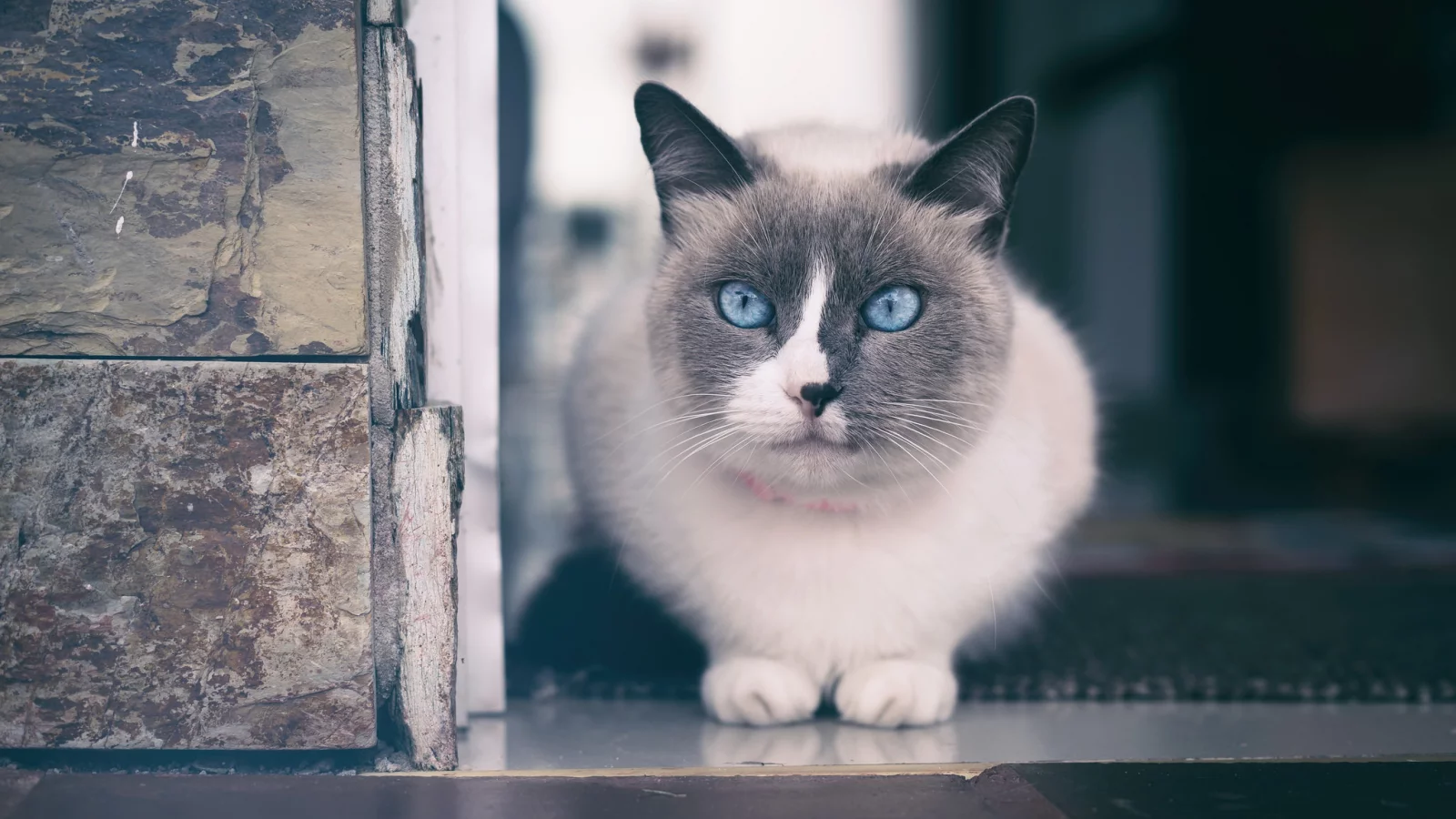 кот