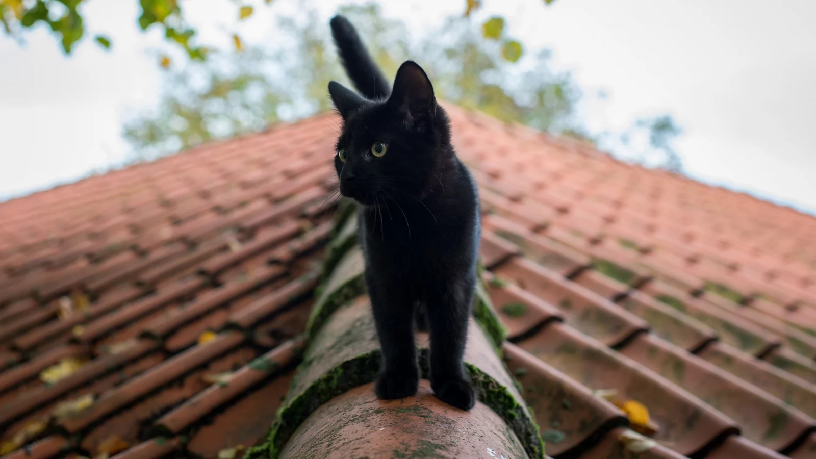 чёрный кот
