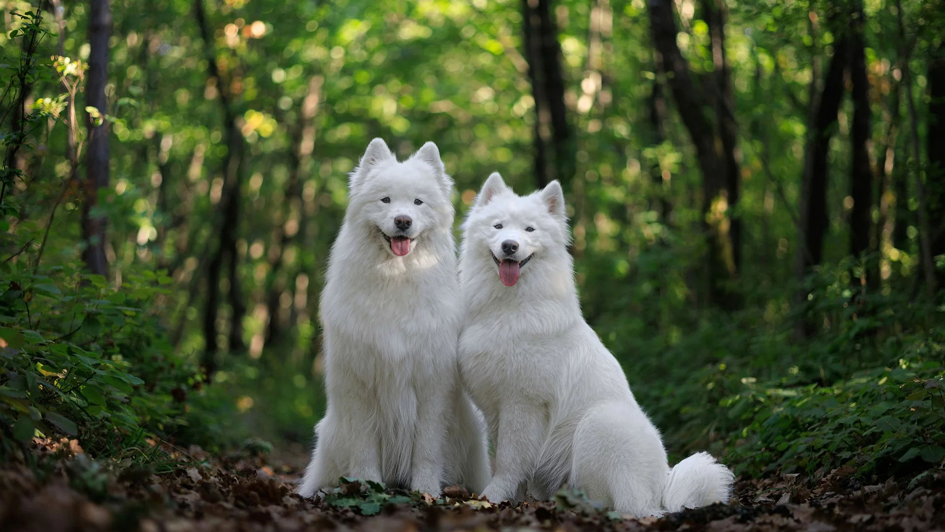 животные