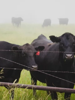 животные