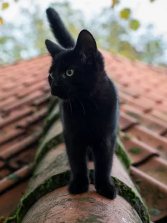 чёрный кот