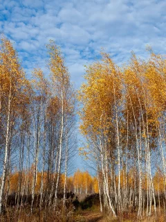 берёзовая роща