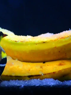 Птица
