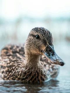 животное
