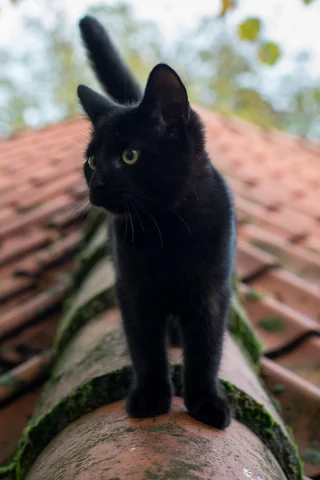 чёрный кот