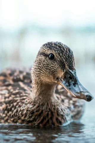 животное