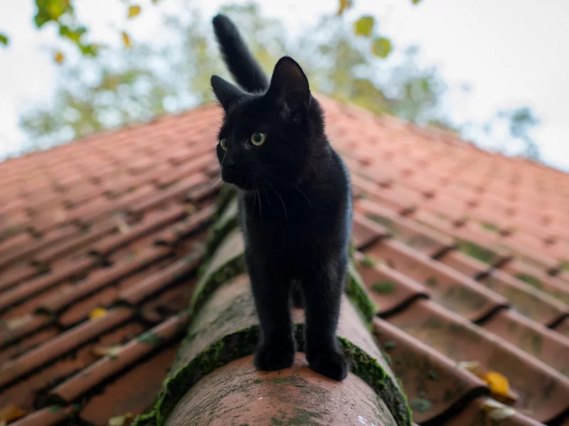 чёрный кот