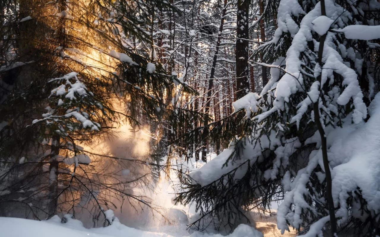 Лес