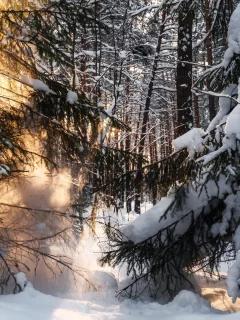 Лес