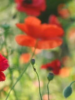 цветы