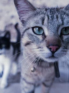животные