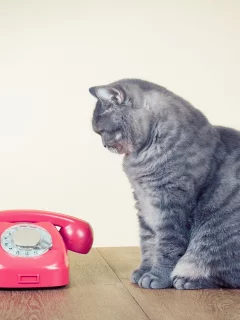 животное